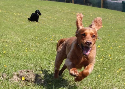 Ayr Dog Park