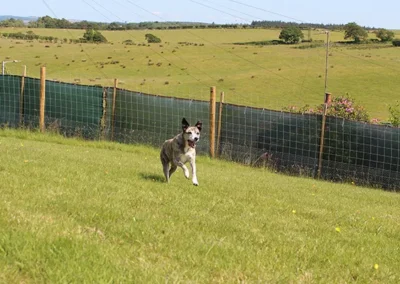 Ayr Dog Walking Area