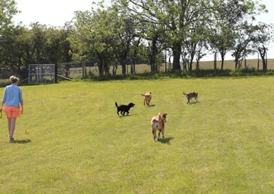 Ayr Dog Walking Park