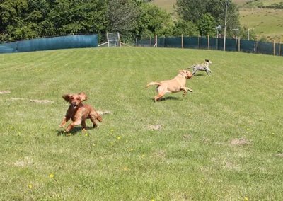 Ayrshire Dog Walking Park