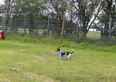 Dog Park Ayr